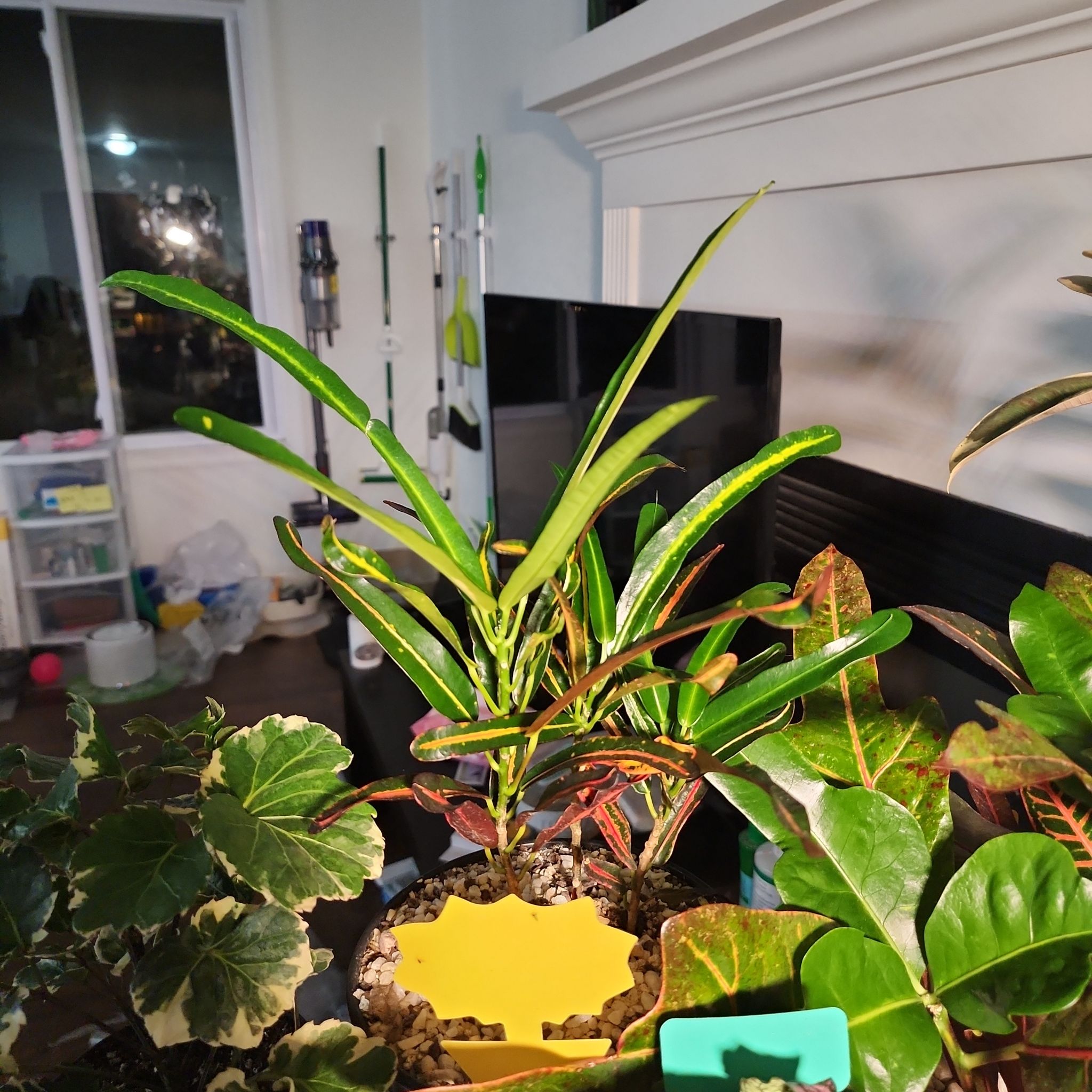 Photo of the plant species Mother and Daughter Croton by @AmberAkashi named Index Finger on Greg, the plant care app