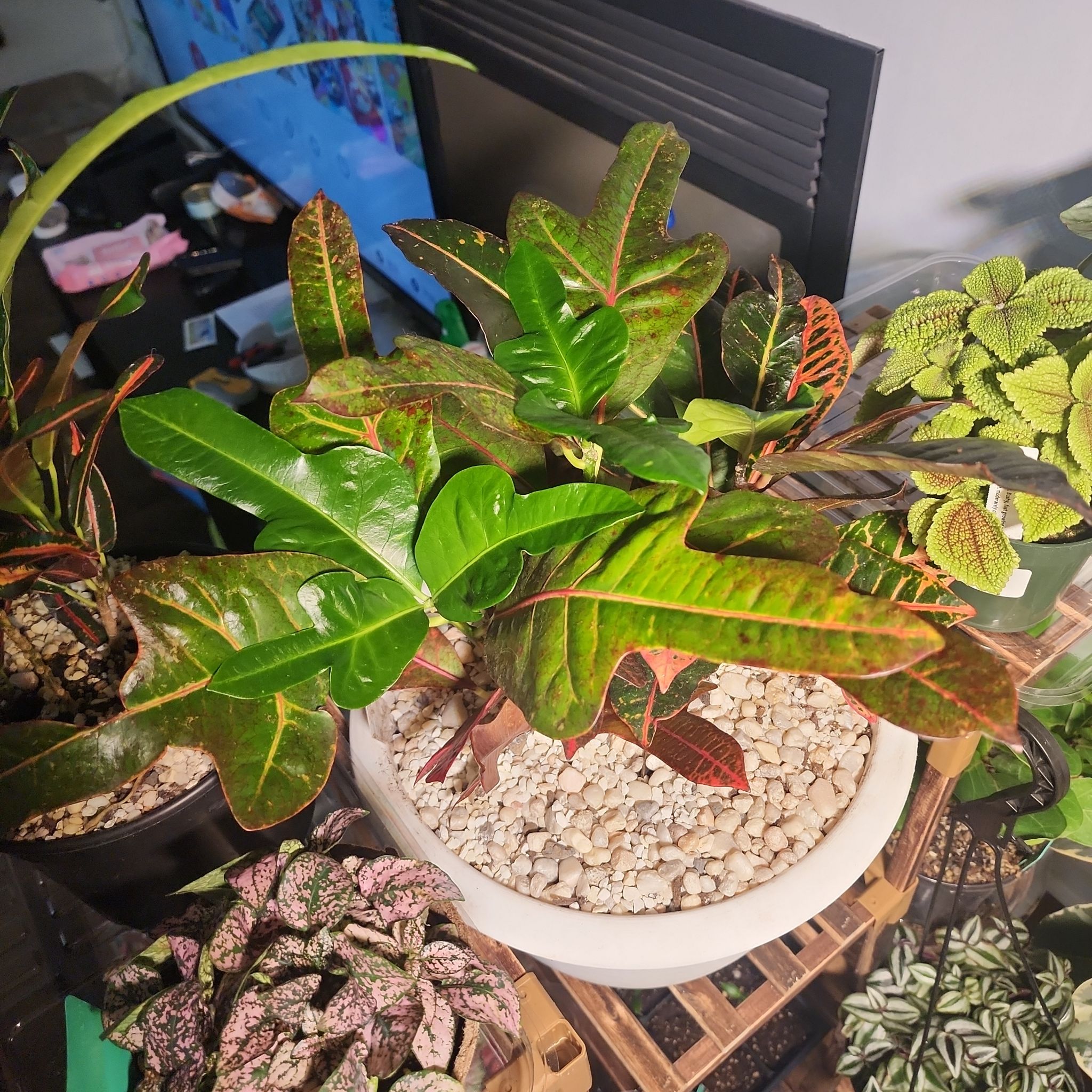 Photo of the plant species Croton 'Excellent' by @AmberAkashi named Middle Finger on Greg, the plant care app