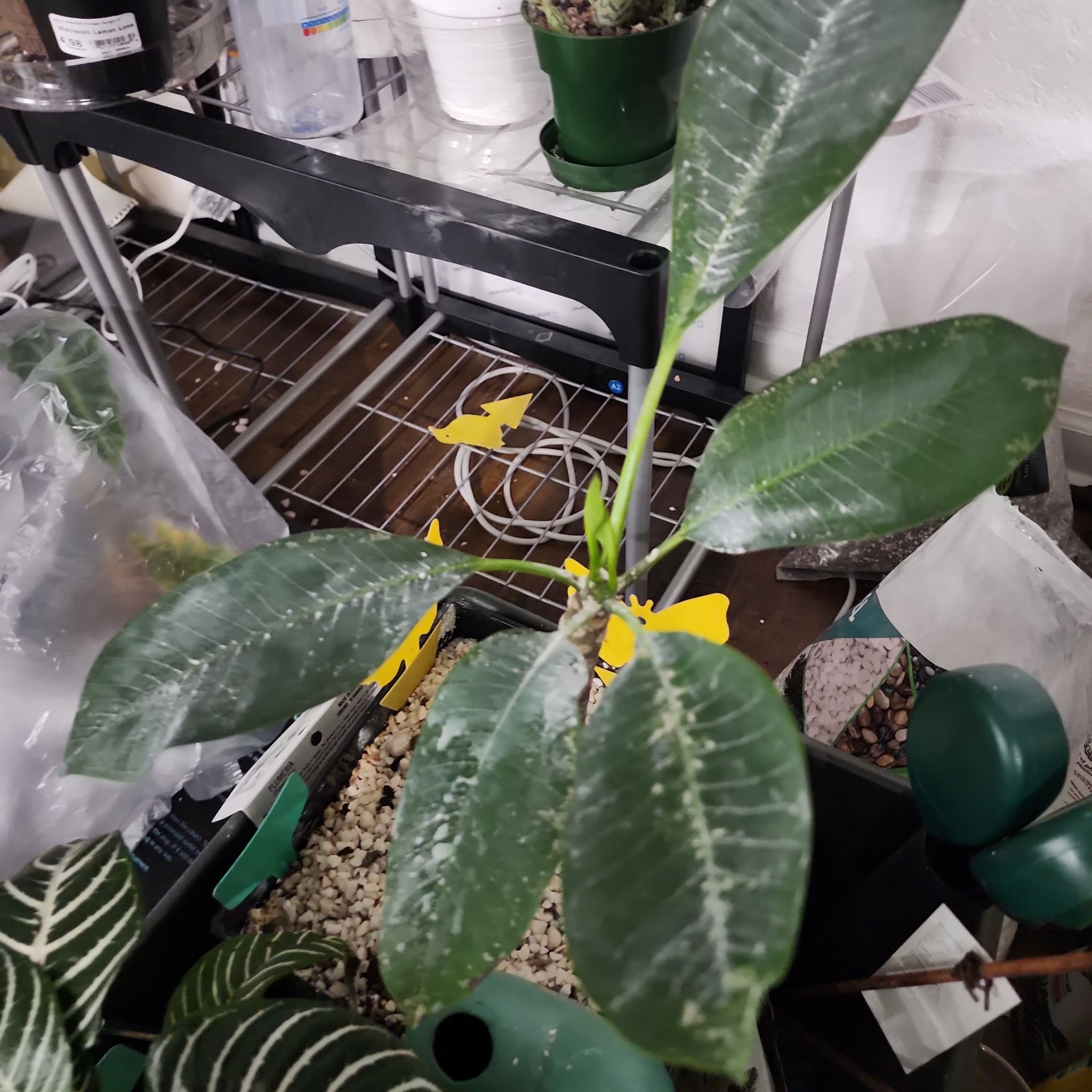 Plant care for Black Hawaiian Sugarcane on Greg, the plant care app