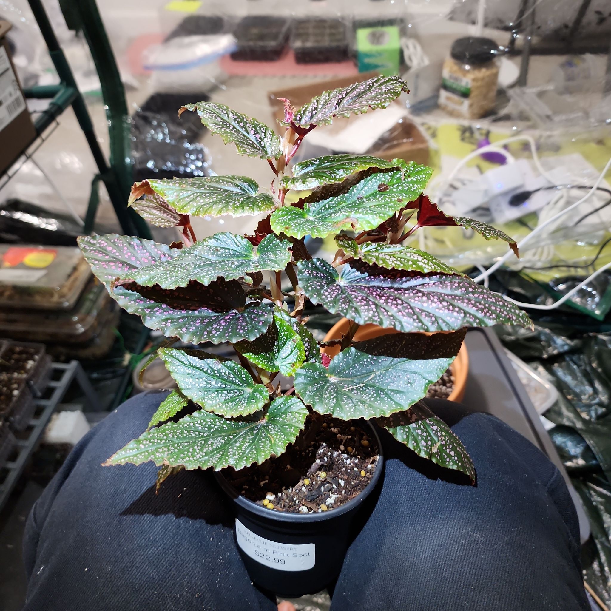 Begonia 'Benigo Pink' plant in a pot with healthy leaves, no visible health issues.