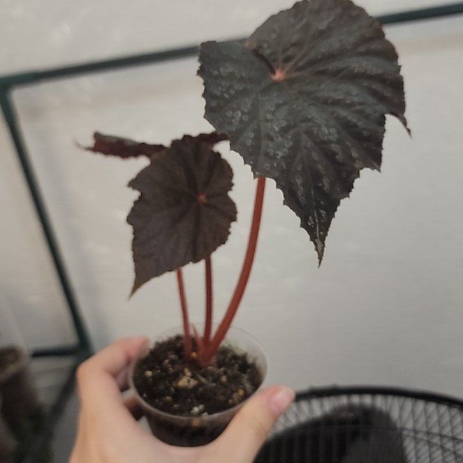 Photo of the plant species Begonia taconite by @AmberAkashi named B. Taconite on Greg, the plant care app