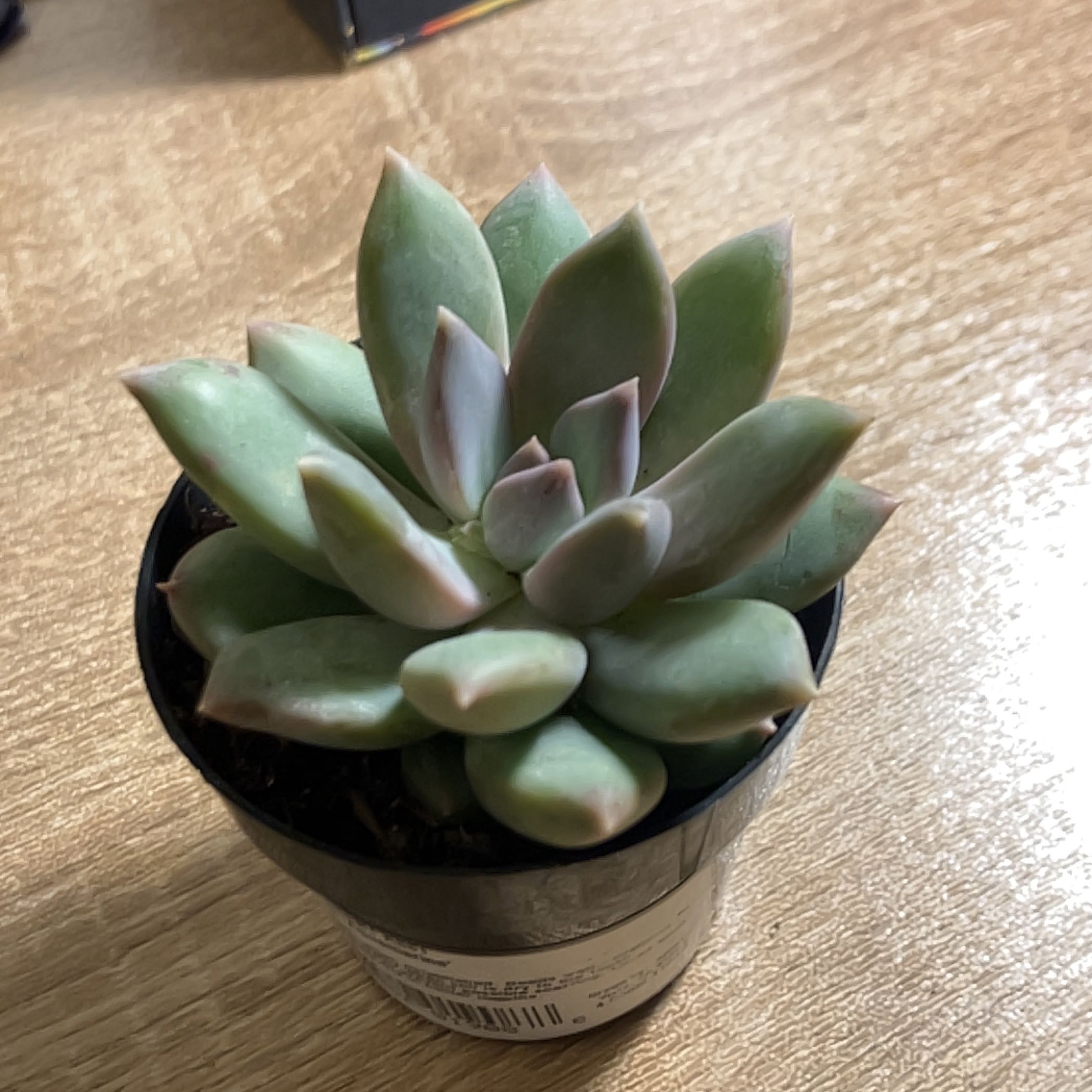 Pachyphytum 'Aquamarine' succulent in a small black pot with greenish leaves and pinkish tips.