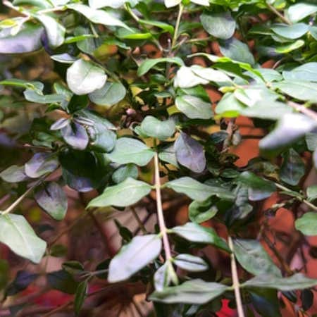 Photo of the plant species Lagunaria by Civicgrapeivy named Elle on Greg, the plant care app
