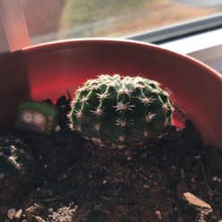 Little Nipple Cactus plant