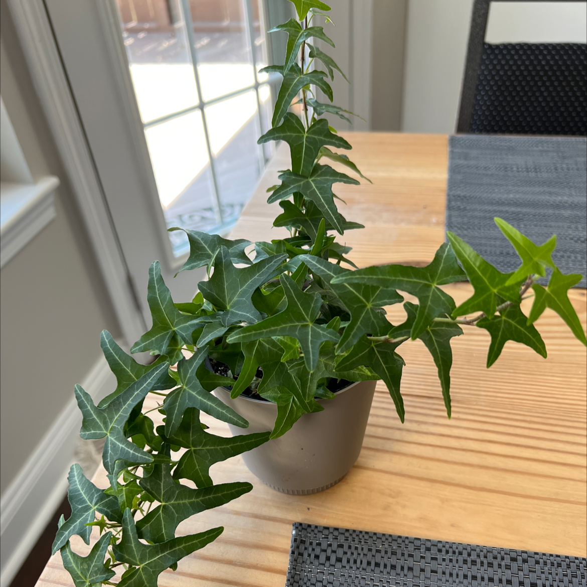 Plant care for False Aralia on Greg, the plant care app