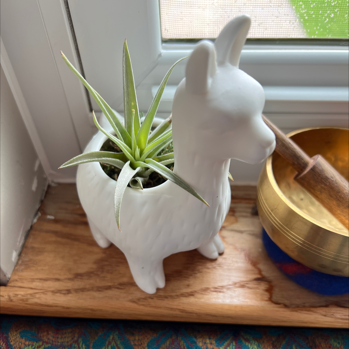 Spreading Airplant in a llama-shaped pot near a window.