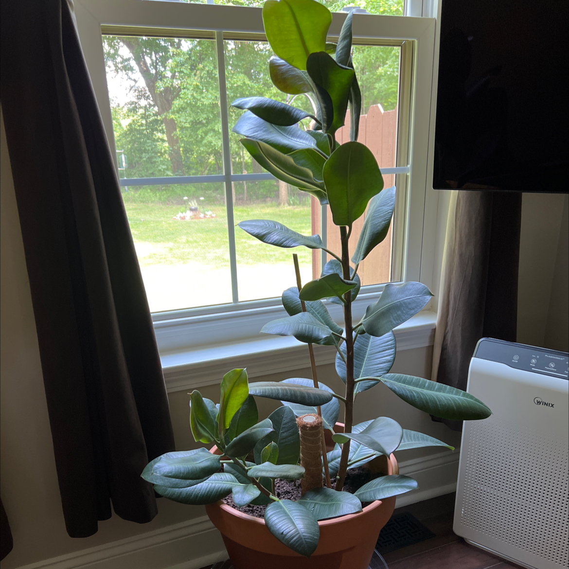 Rubber Plant plant photo by @Lisalinae65 named Bert on Greg, the plant care app.
