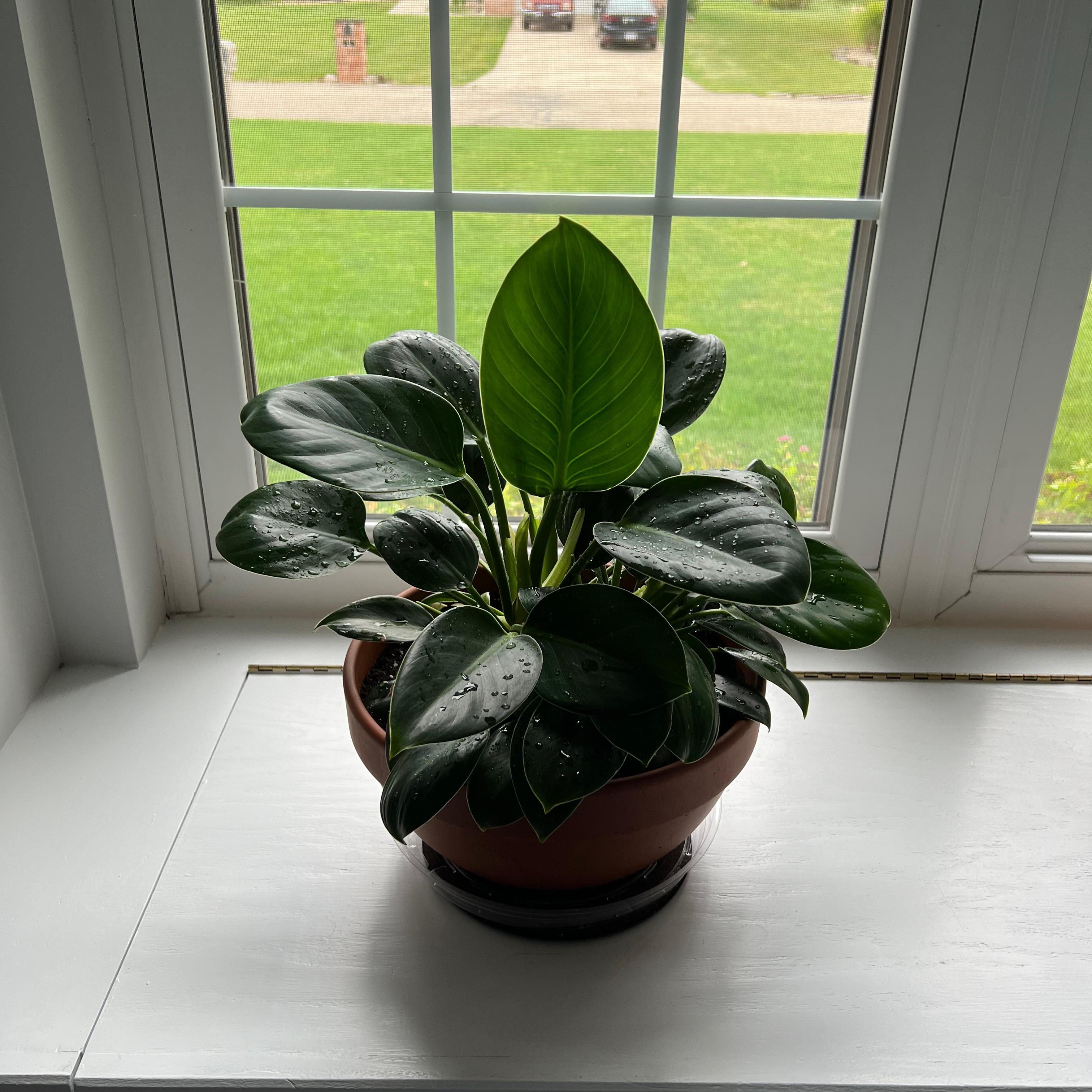 Photo of the plant species Philodendron 'Moonlight' by @Lisalinae65 named Luna on Greg, the plant care app