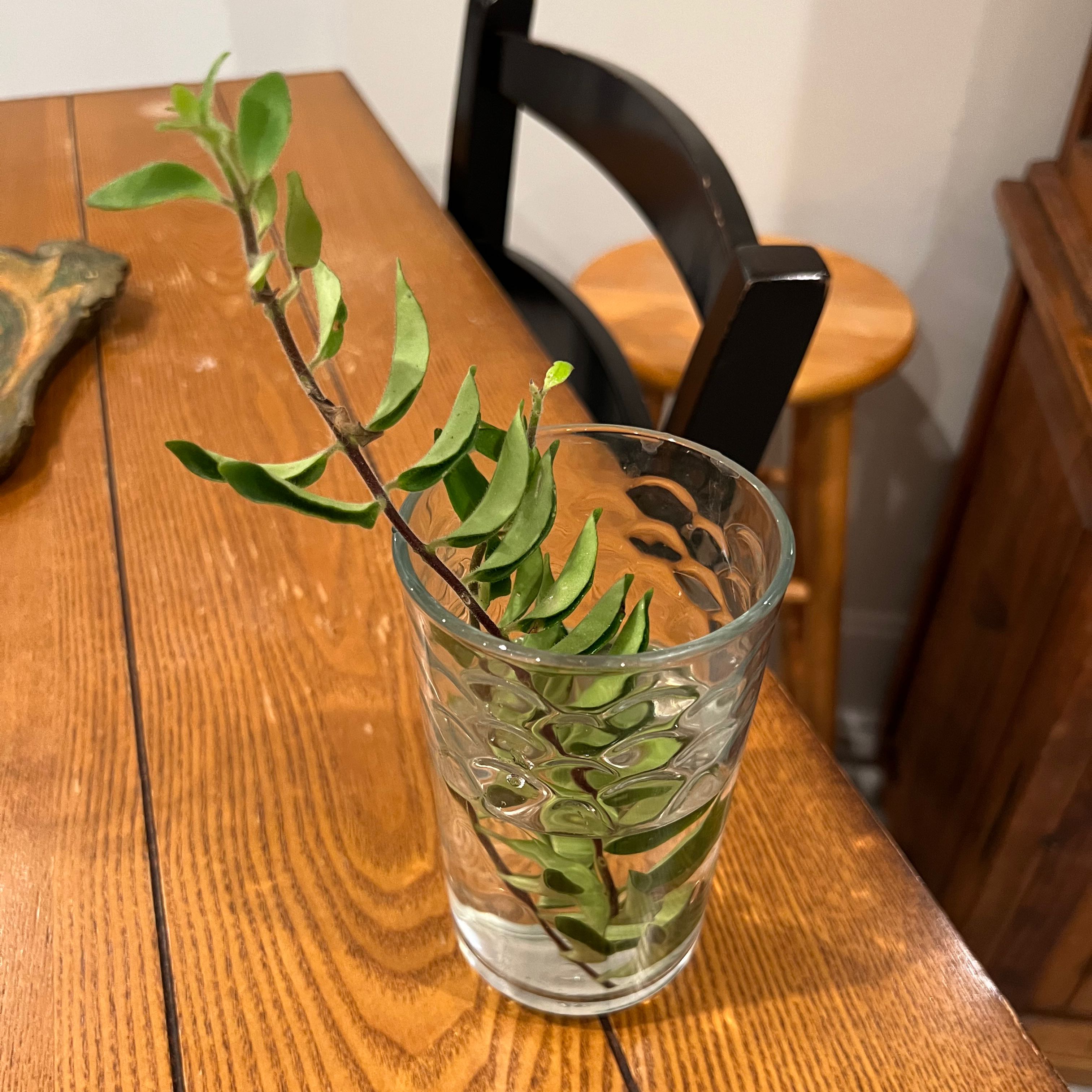 Twisted Lipstick Plant cutting in a glass of water on a wooden table.