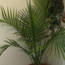 Majesty Palm plant