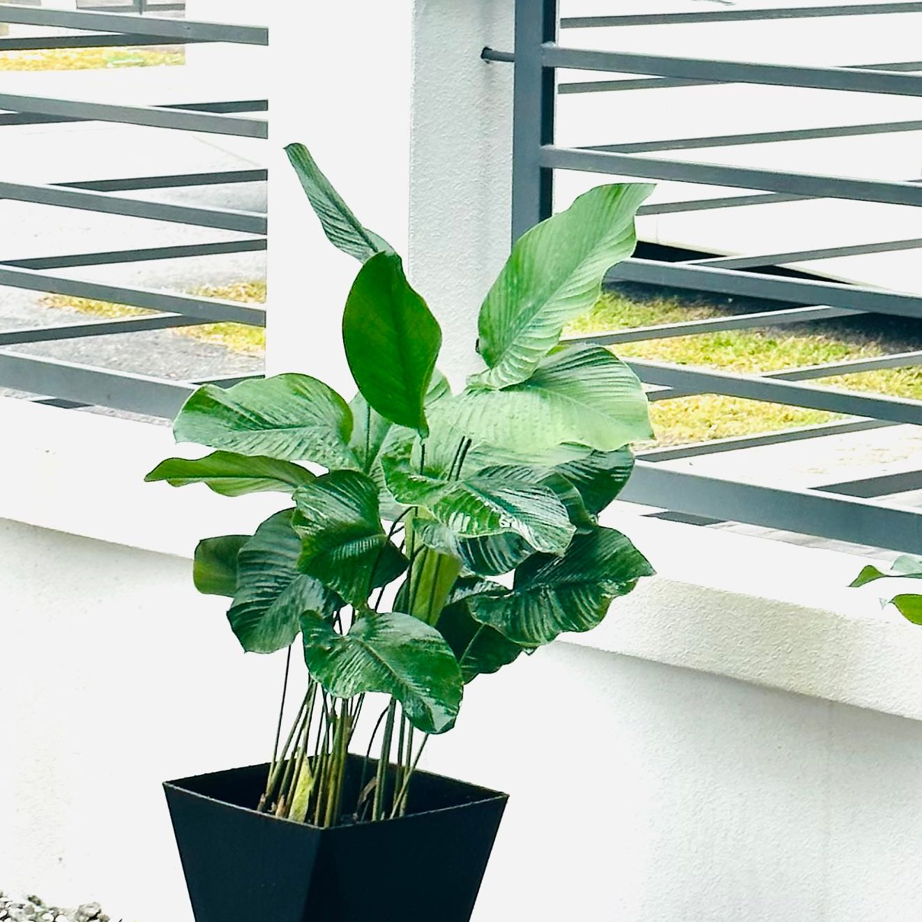 Sweet Prayer Plant uploaded to the Greg plant app by @SisterMastic