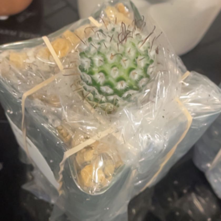 Photo of the plant species Mammillaria perezdelarosae by @SeamlessTawa named Anne on Greg, the plant care app