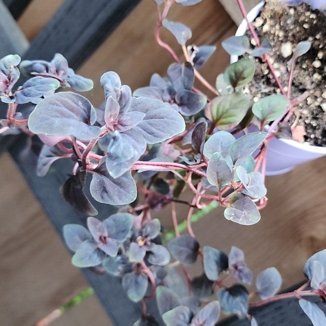 Photo of the plant species Creeping Jenny Midnight Sun by @EthicalPigsears named Achilles on Greg, the plant care app