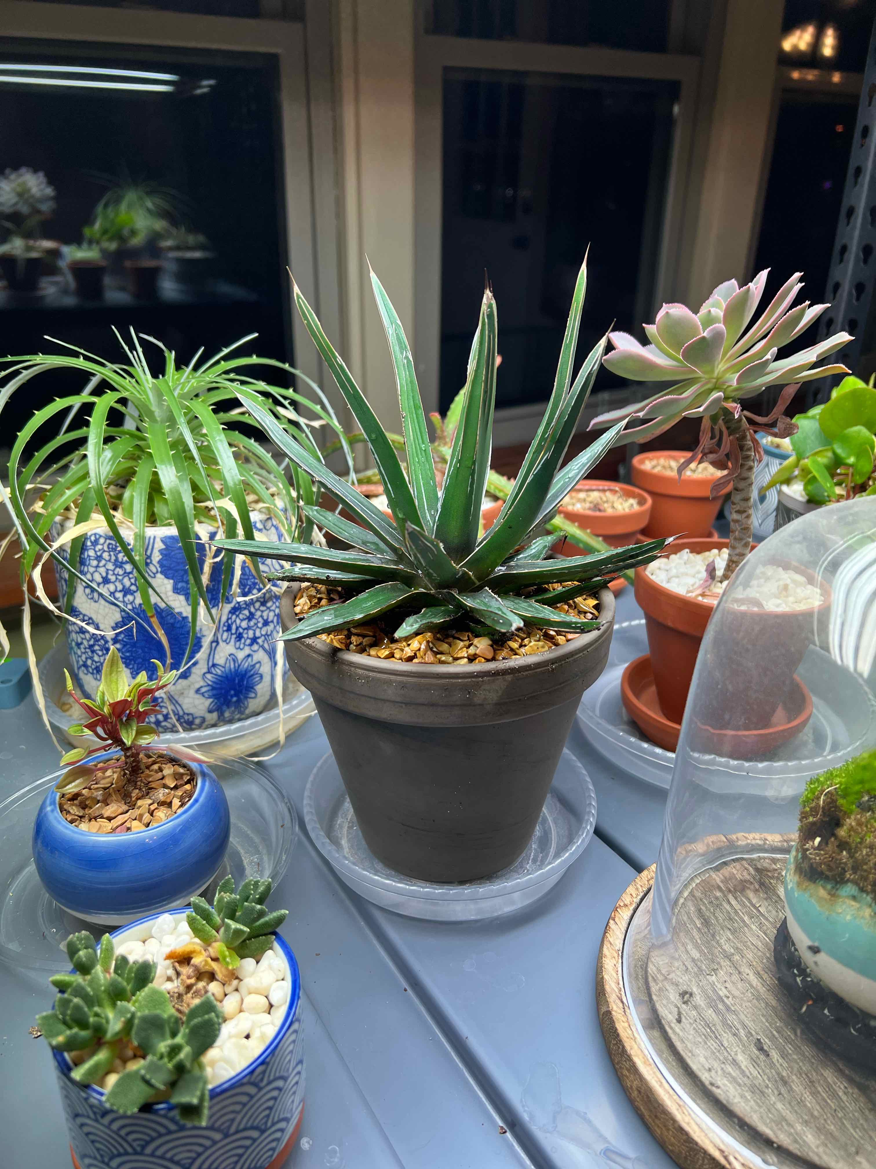 Queen Victoria Agave plant in a pot, surrounded by other potted plants.