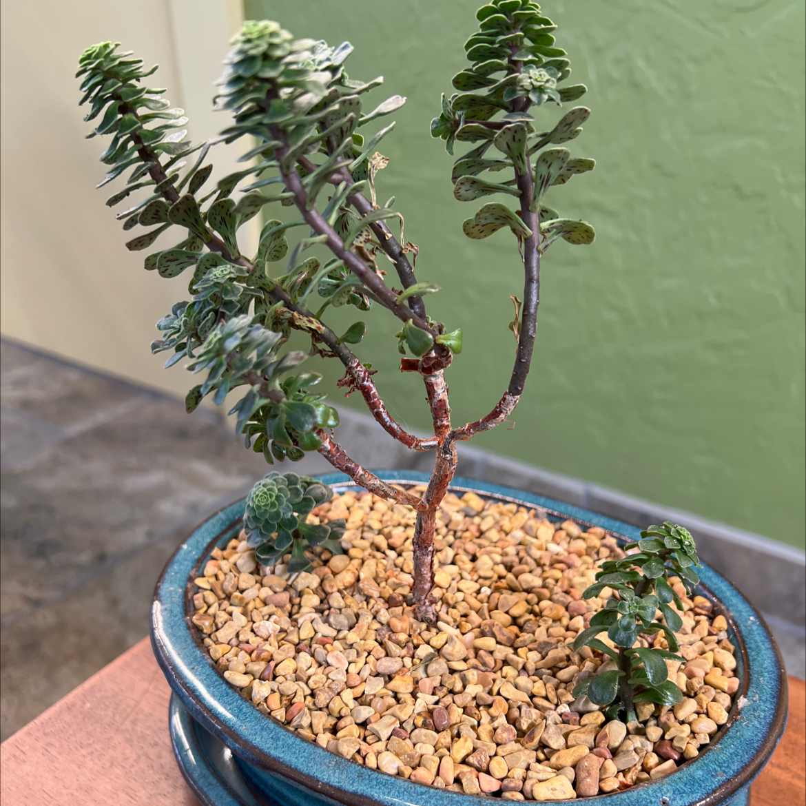 Photo of the plant species Aeonium by @CordialWildyam named Remington on Greg, the plant care app
