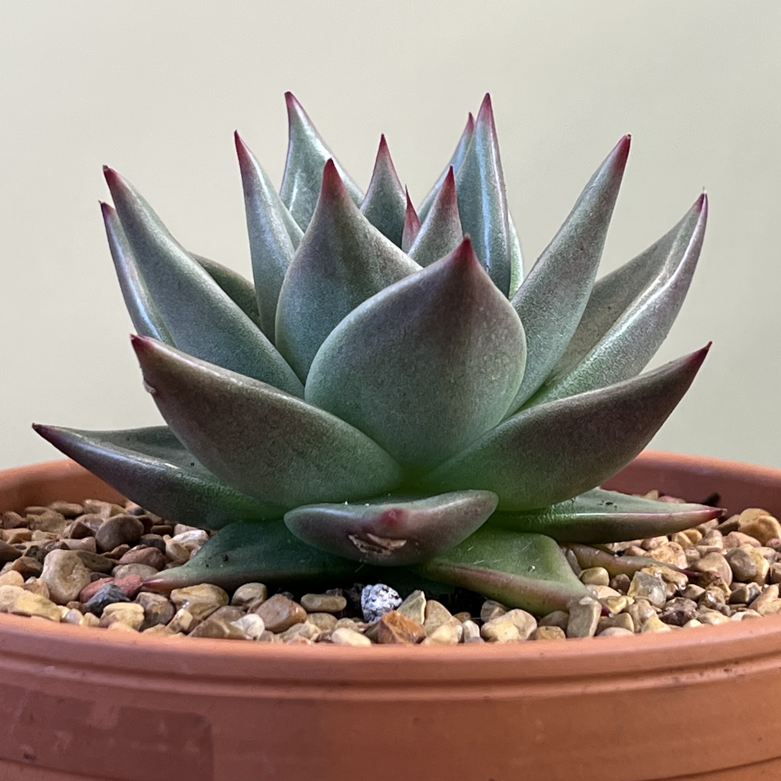 Photo of the plant species Echeveria White Storm by @CordialWildyam named Gaga on Greg, the plant care app