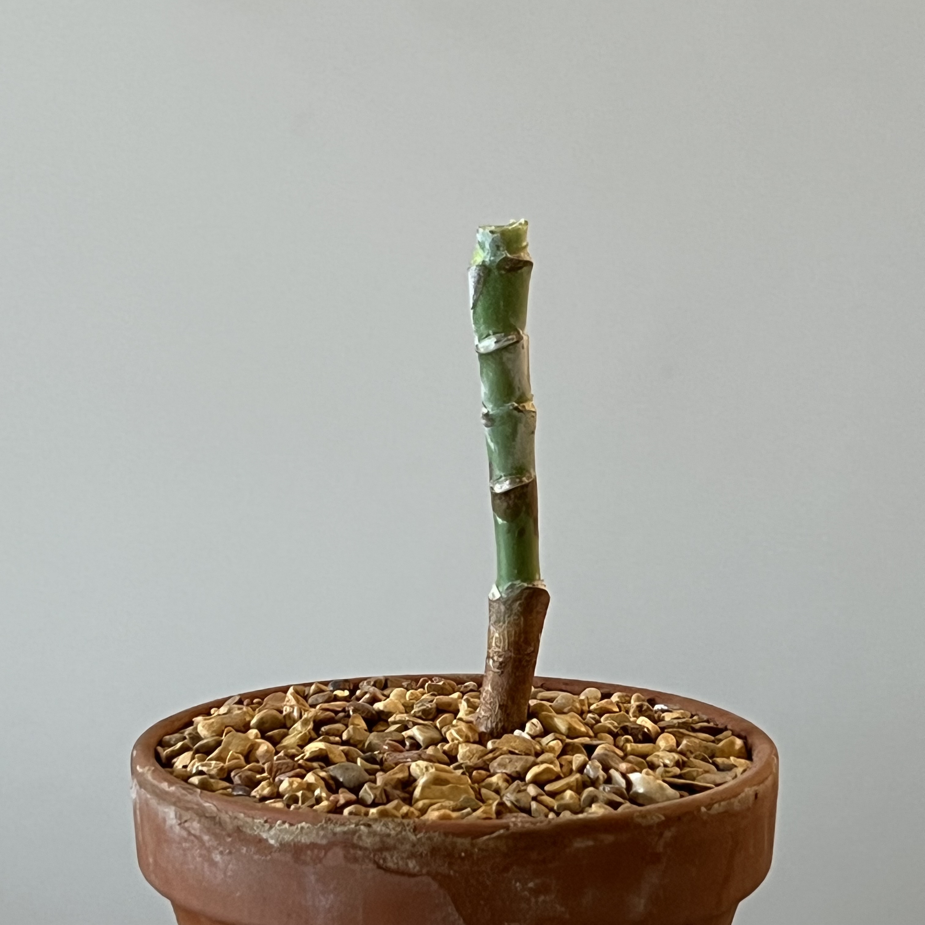 Photo of the plant species Echeveria White Storm by @CordialWildyam named w_Zion on Greg, the plant care app
