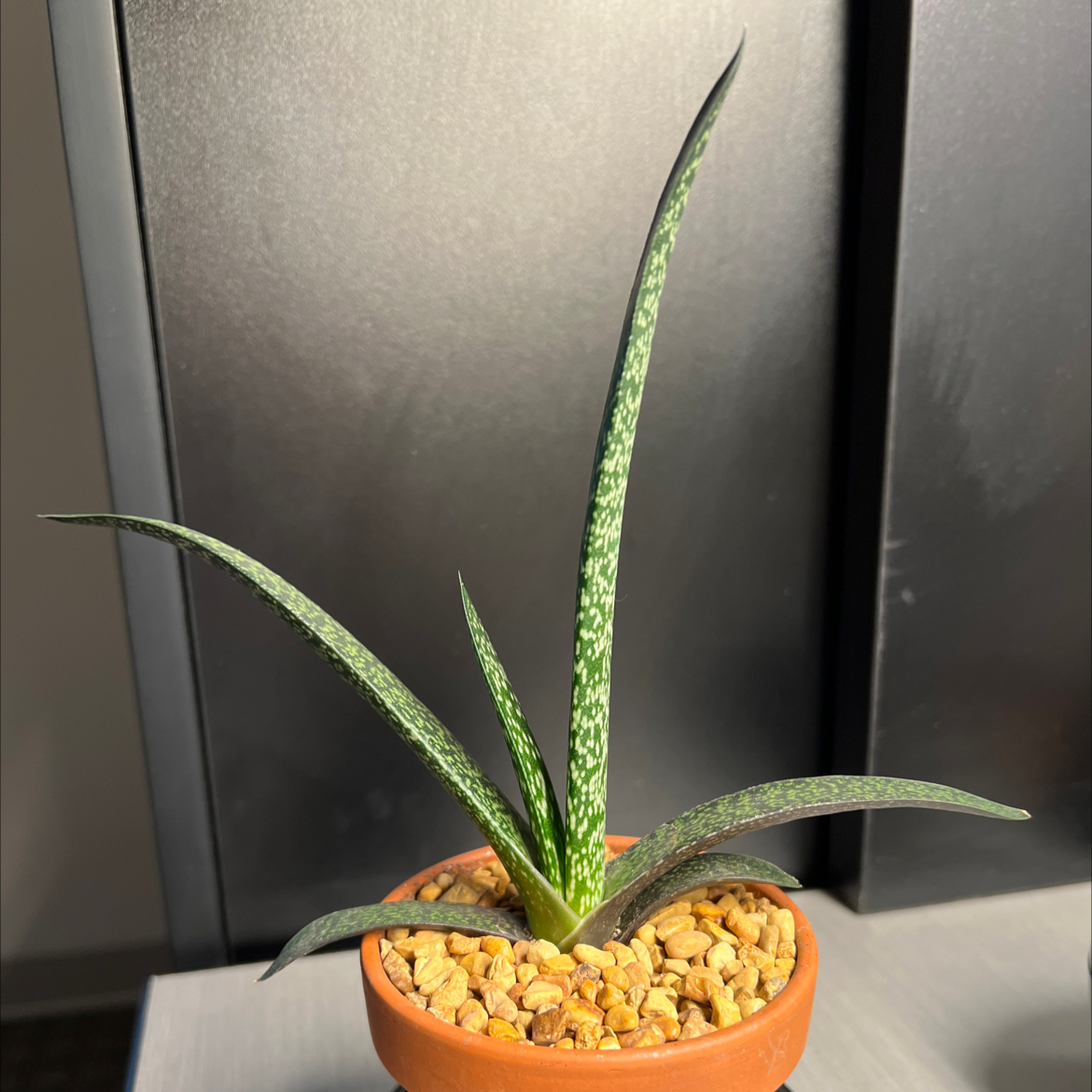 w_ChloroPhil