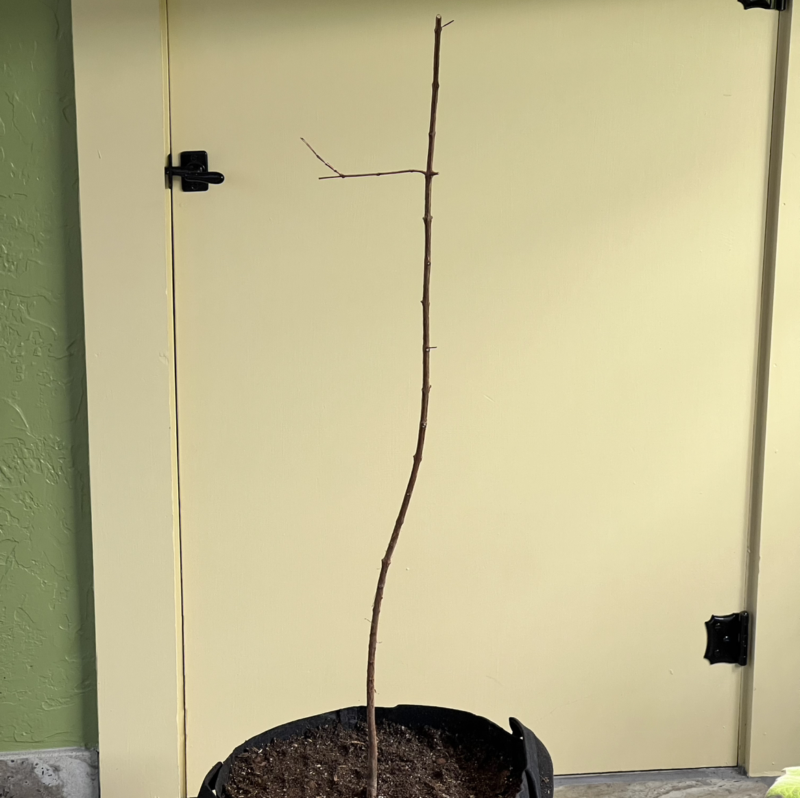 Photo of the plant species Cas Guava by @CordialWildyam named Cas One on Greg, the plant care app