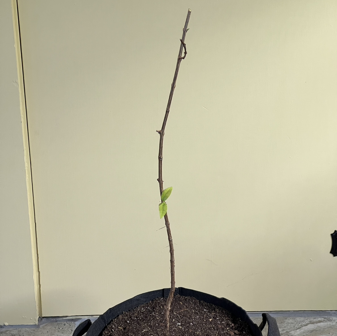 Photo of the plant species Cas Guava by @CordialWildyam named Cas Three on Greg, the plant care app