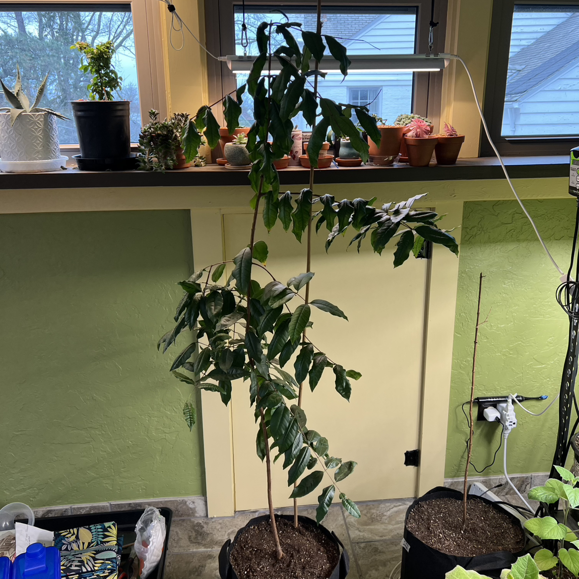 Photo of the plant species Cas Guava by @CordialWildyam named Cas Four on Greg, the plant care app