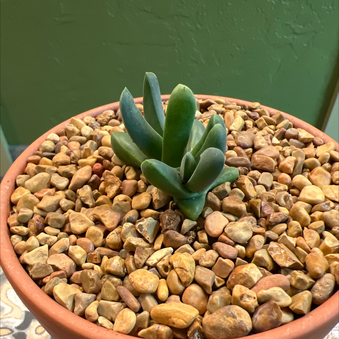 Photo of the plant species Gibbaeum petrense by @CordialWildyam named Shakira on Greg, the plant care app