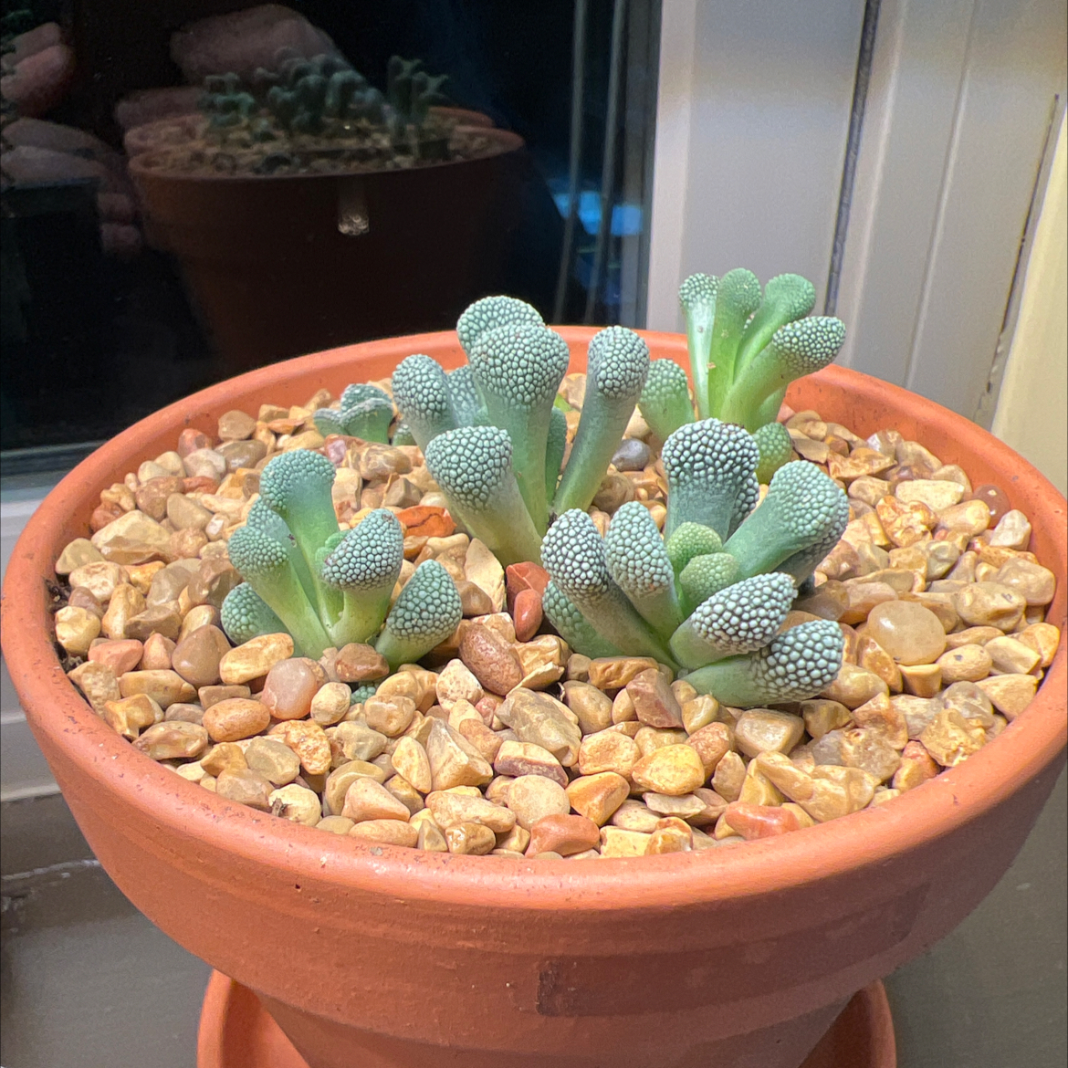 Photo of the plant species Titanopsis primosii by @CordialWildyam named Nithin on Greg, the plant care app