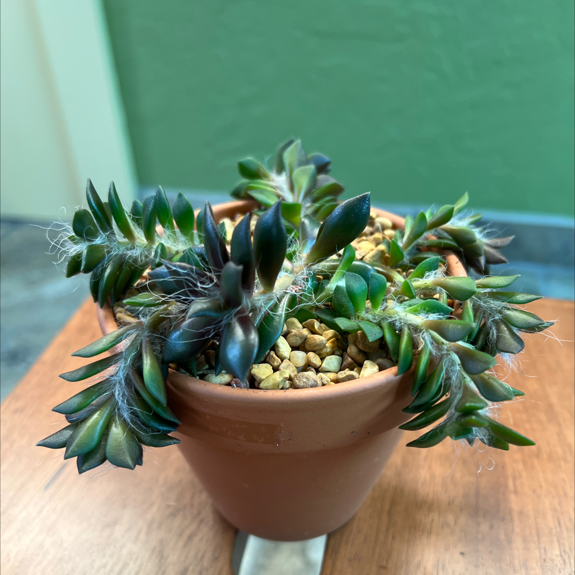 Photo of the plant species Assorted Anacampseros by @CordialWildyam named Harmony on Greg, the plant care app