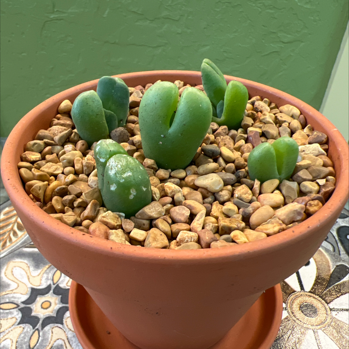 Photo of the plant species Vanheerdea divergens by @CordialWildyam named Muhammad Ali on Greg, the plant care app