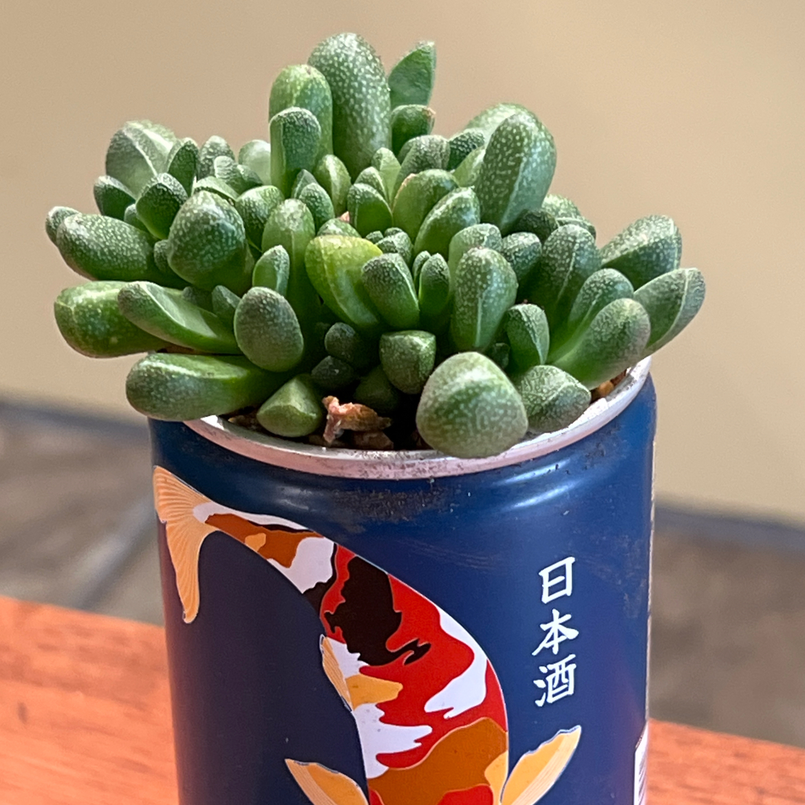 Photo of the plant species Rhinephyllum muirii by @CordialWildyam named Elle on Greg, the plant care app