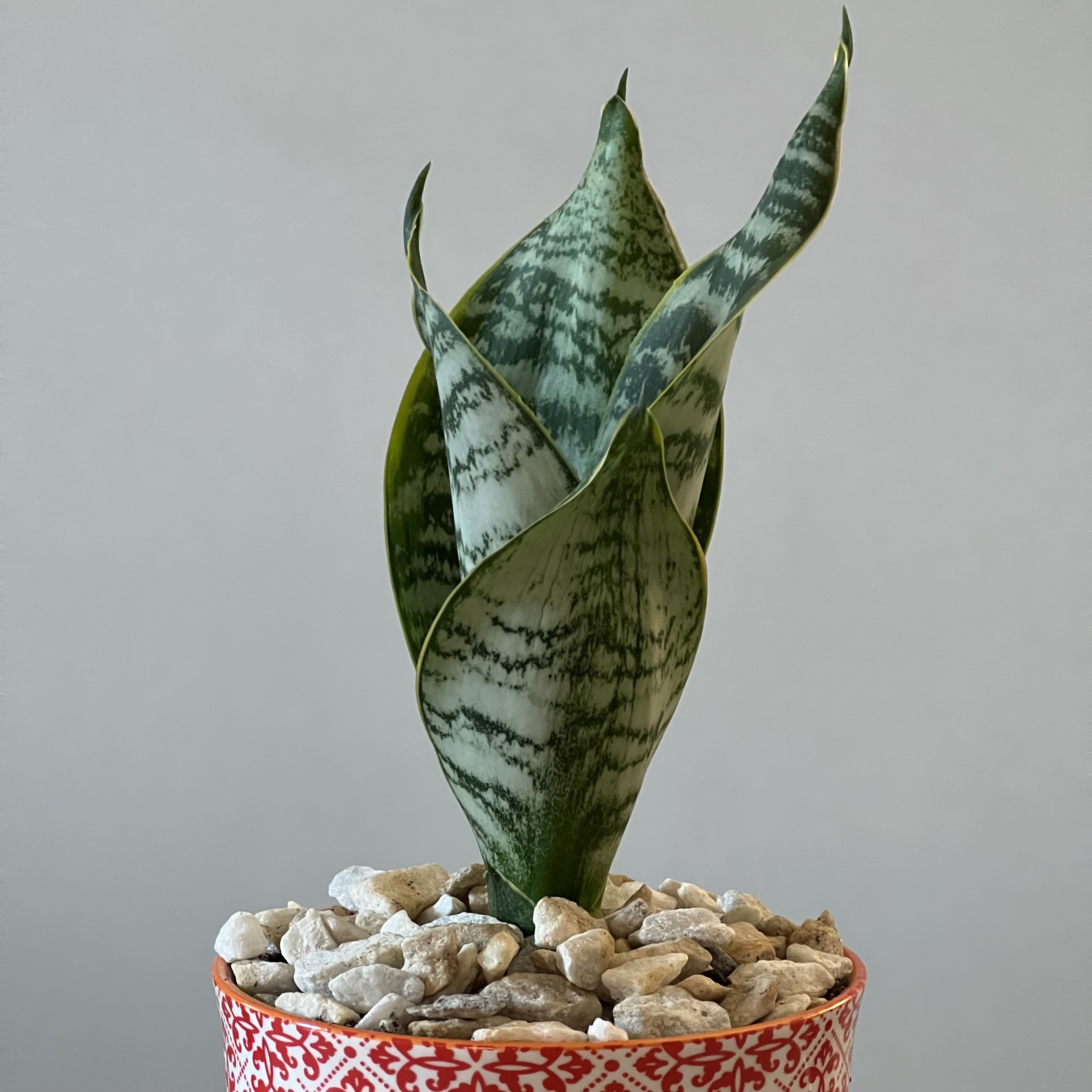 Photo of the plant species Assorted Dracaena by @CordialWildyam named w_Ulysses S Plant on Greg, the plant care app