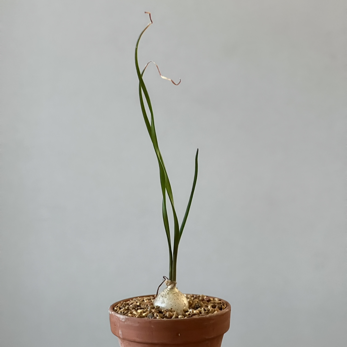 Photo of the plant species Albuca bruce-bayeri by @CordialWildyam named w_Fernie Mercury on Greg, the plant care app