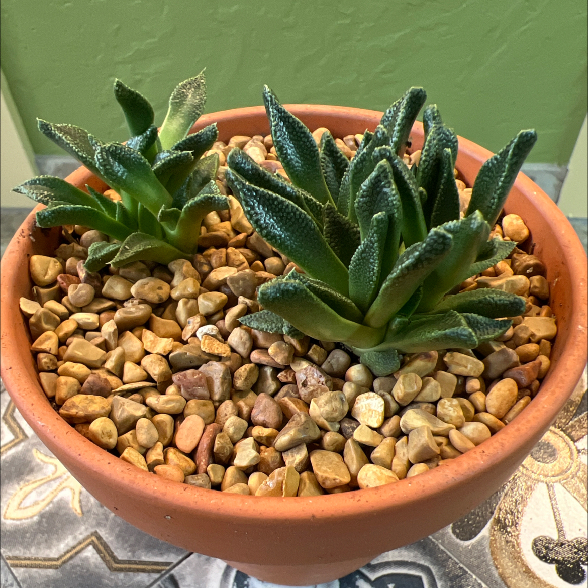 Photo of the plant species Nananthus margaritiferus by @CordialWildyam named w_Lebron on Greg, the plant care app