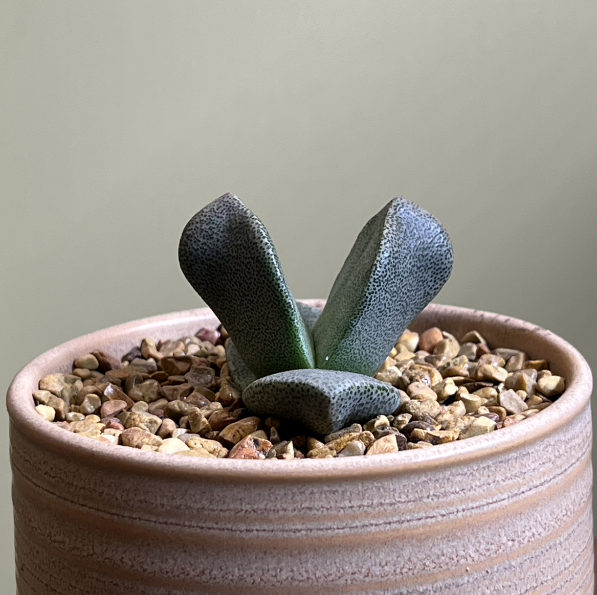 Photo of the plant species Mimicry Rock Plant by @CordialWildyam named Cleopatra on Greg, the plant care app