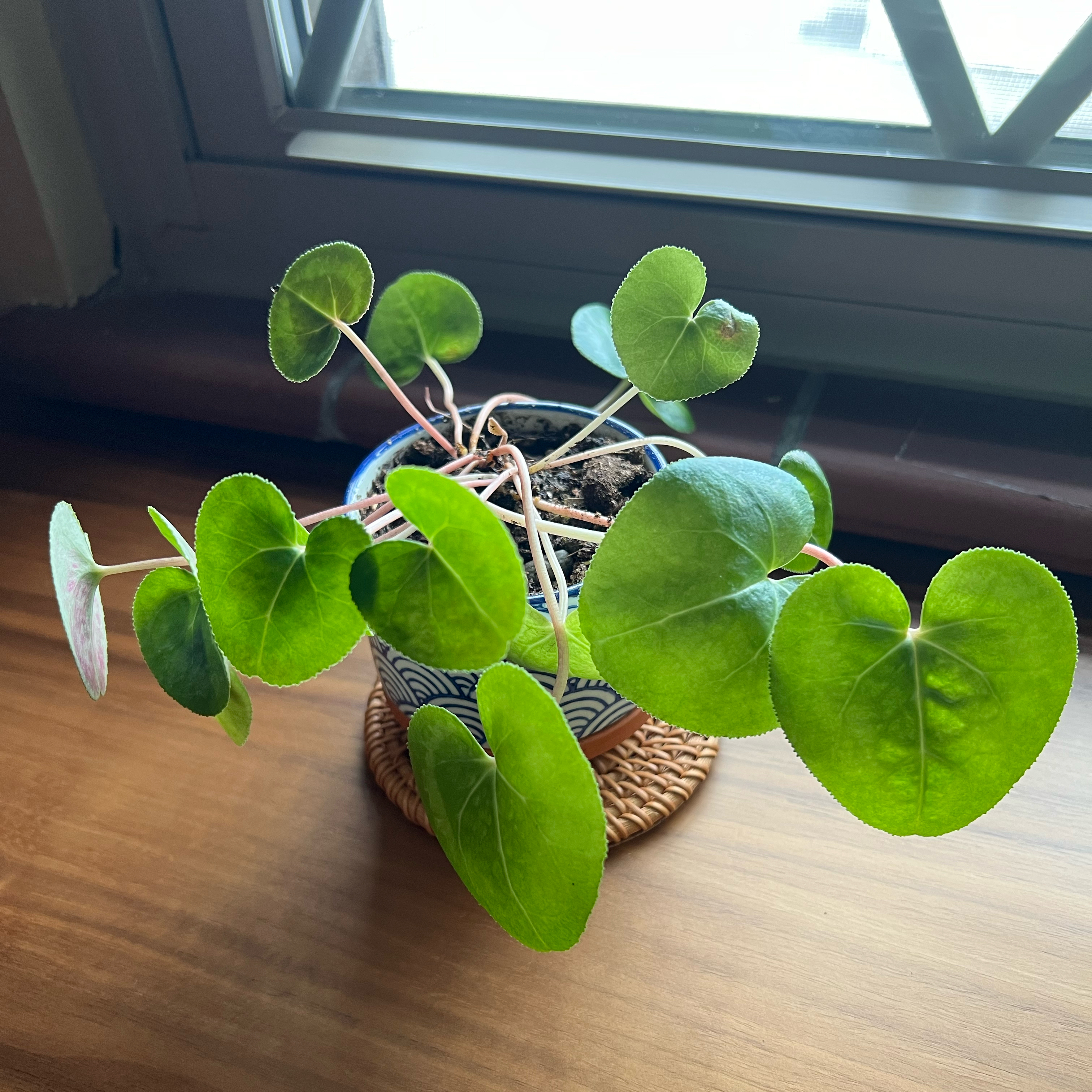 Photo of the plant species Cyclamens by @CordialWildyam named Lola on Greg, the plant care app