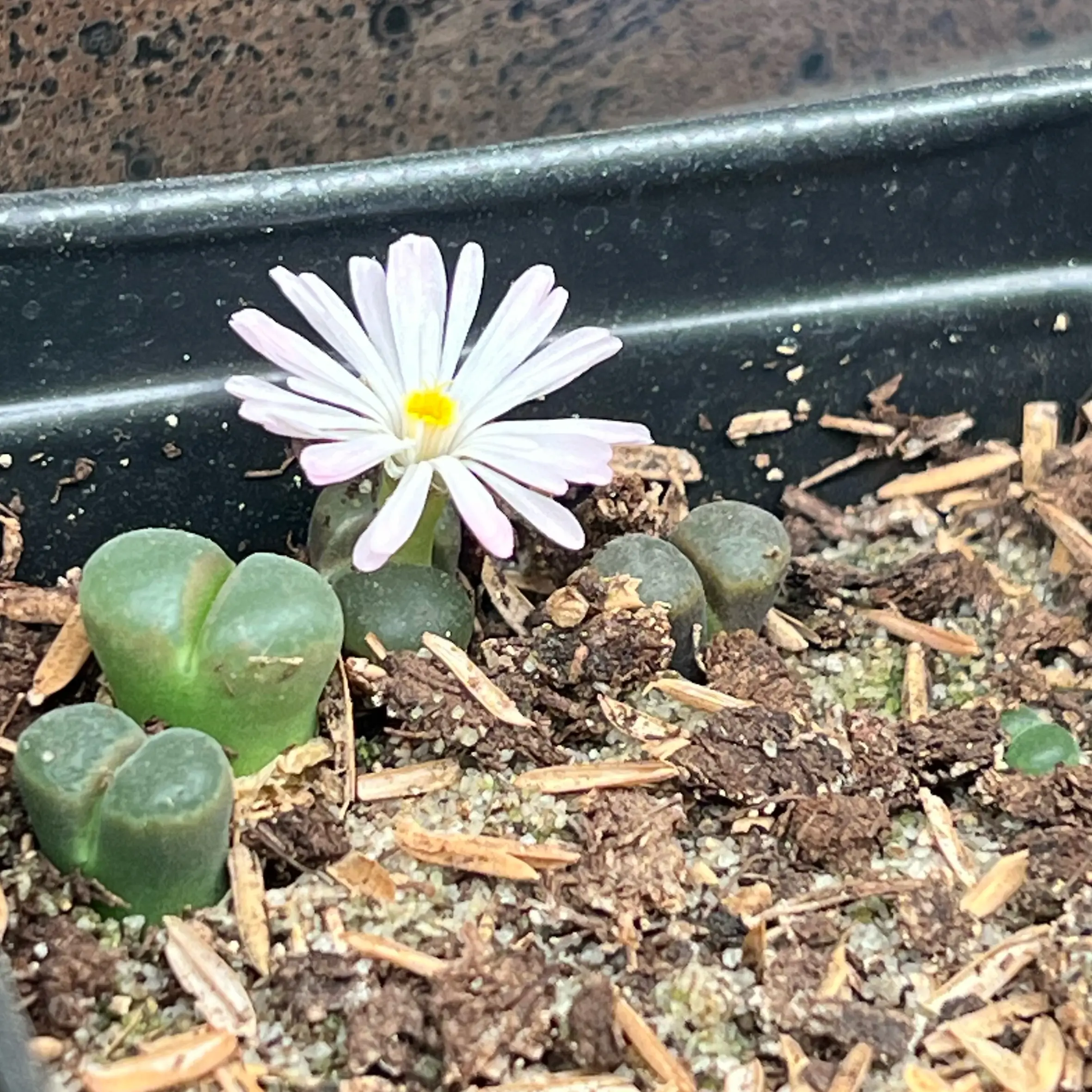 Photo of the plant species Assorted Conophytum by @CordialWildyam named Captain Plant-it on Greg, the plant care app
