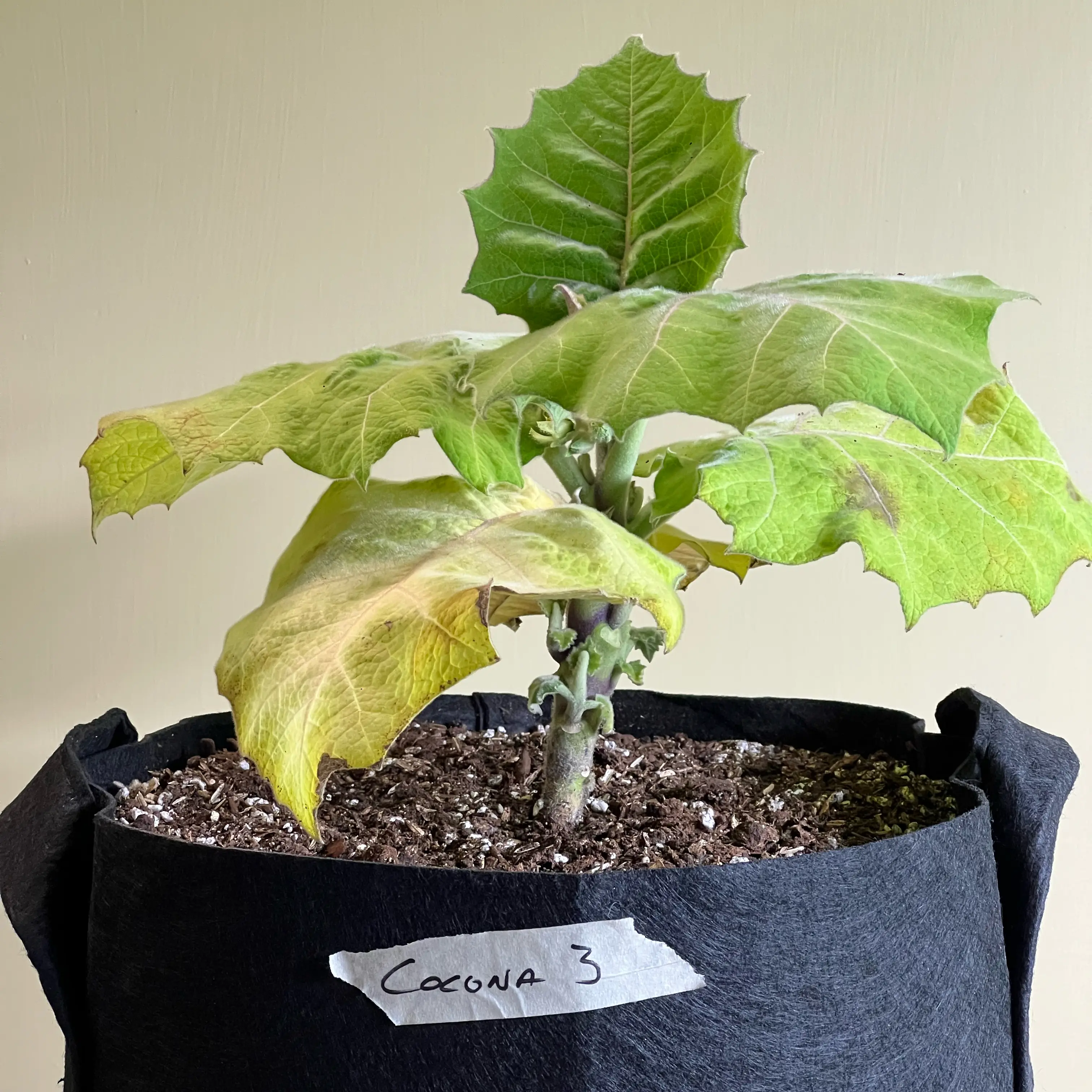 Photo of the plant species Mana-Cubiu by @CordialWildyam named Cocona 3 on Greg, the plant care app