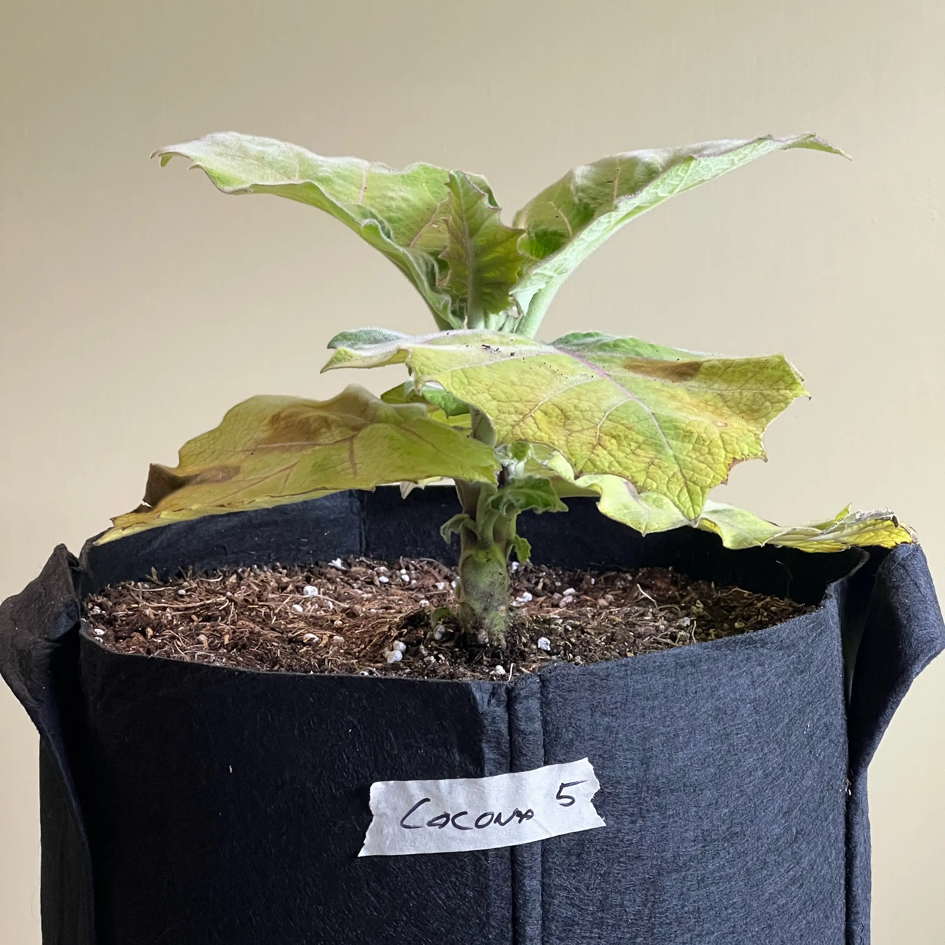 Photo of the plant species Mana-Cubiu by @CordialWildyam named Cocona 5 on Greg, the plant care app