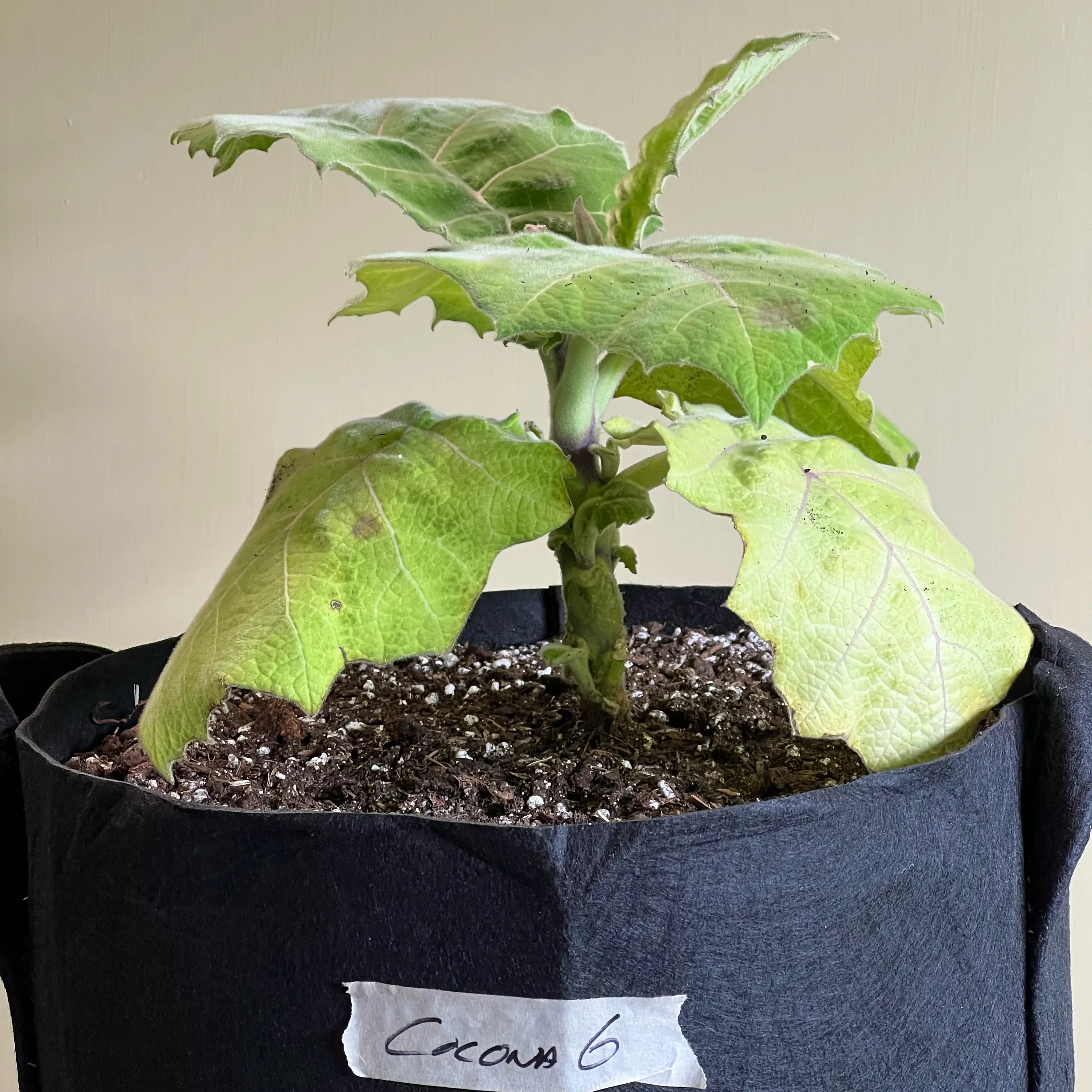 Photo of the plant species Mana-Cubiu by @CordialWildyam named Cocona 6 on Greg, the plant care app