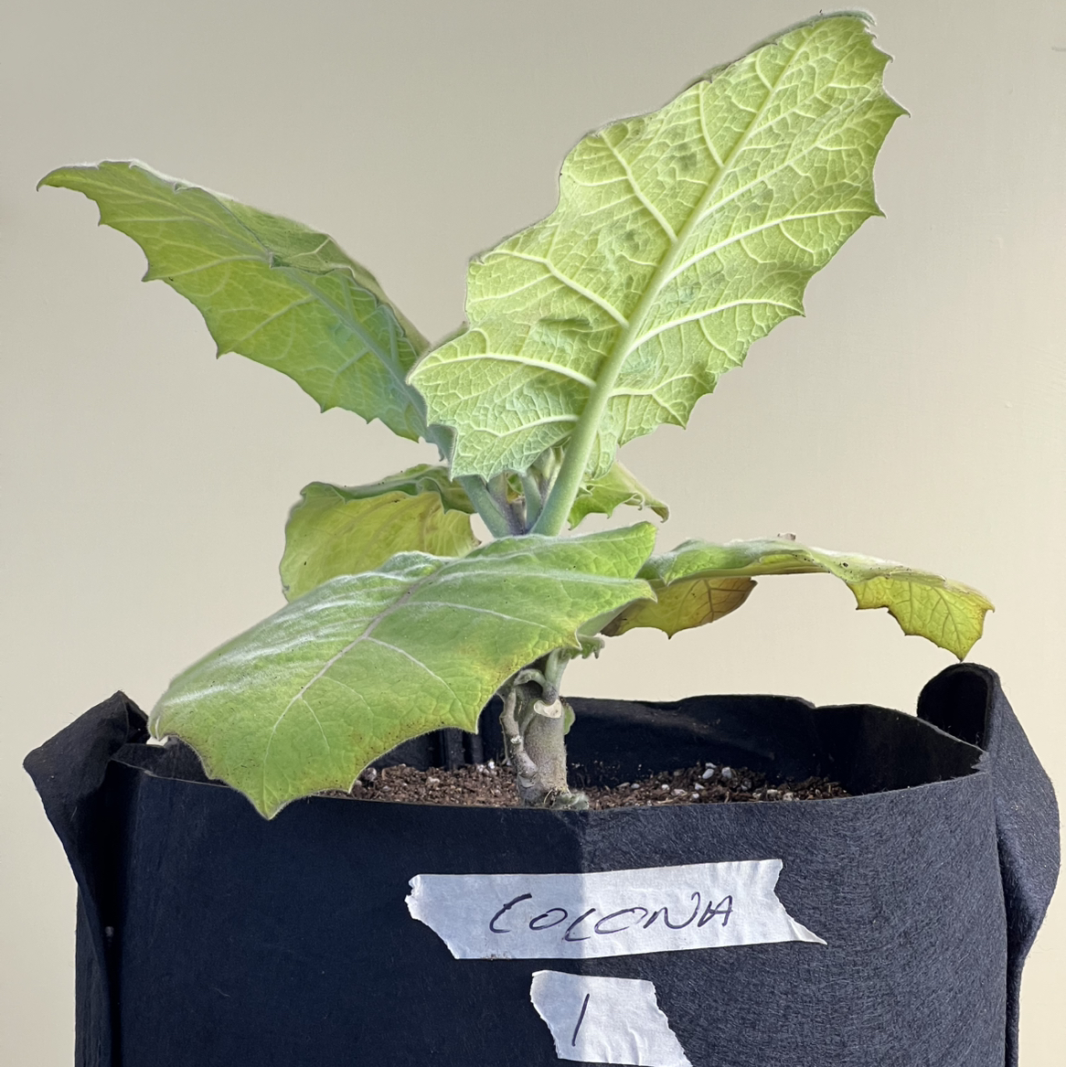 Photo of the plant species Mana-Cubiu by @CordialWildyam named Cocona 1 on Greg, the plant care app