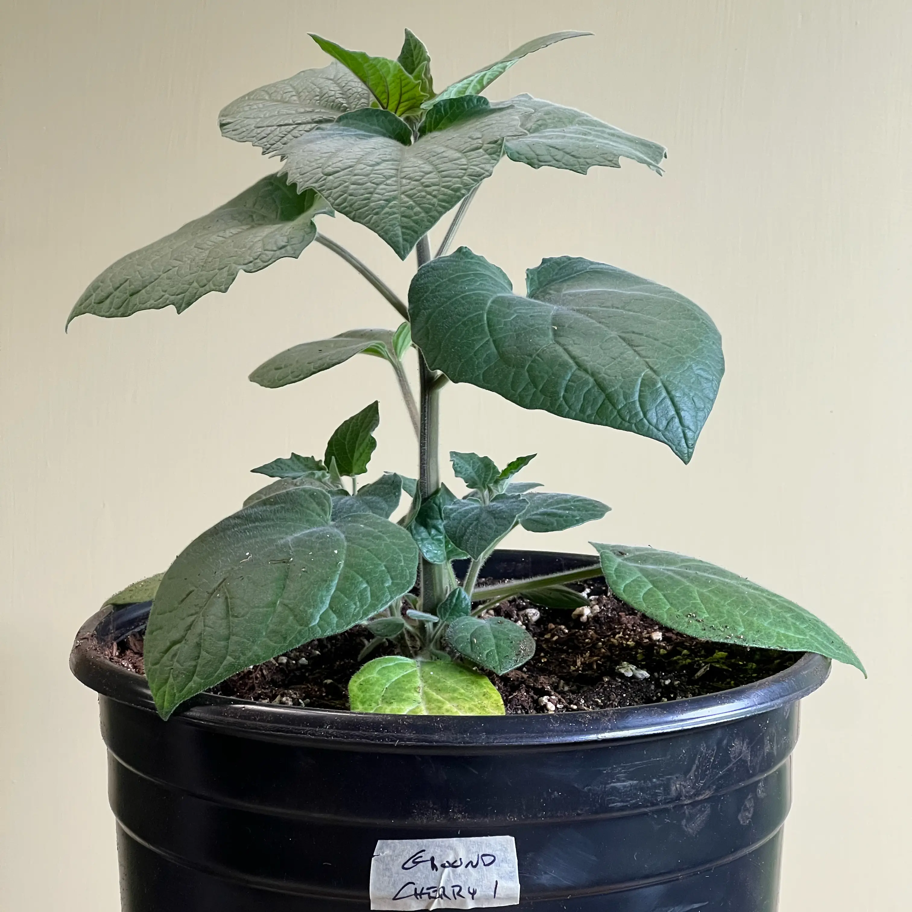 Photo of the plant species Ground Cherry by @CordialWildyam named Ground Cherry 1 on Greg, the plant care app