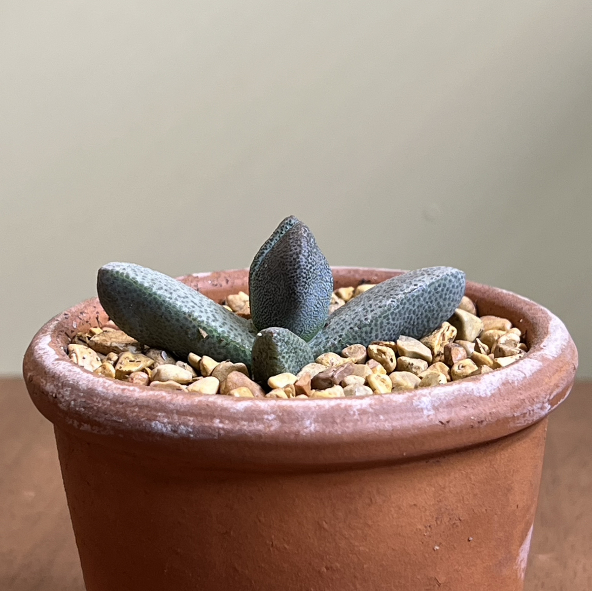 Photo of the plant species Mimicry Rock Plant by @CordialWildyam named Leonardo on Greg, the plant care app
