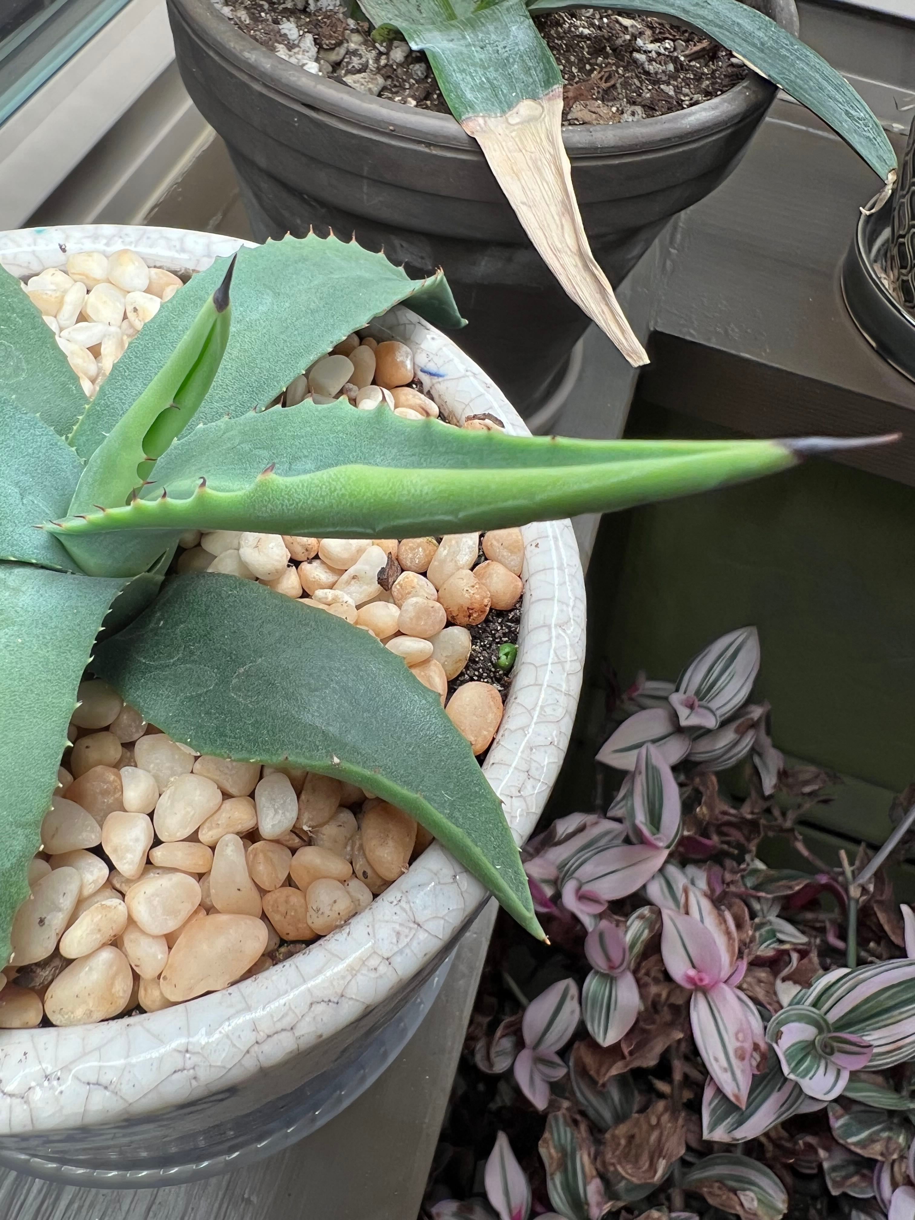 Blue Emperor Agave How Much Water & Light Does it Need to Thrive?