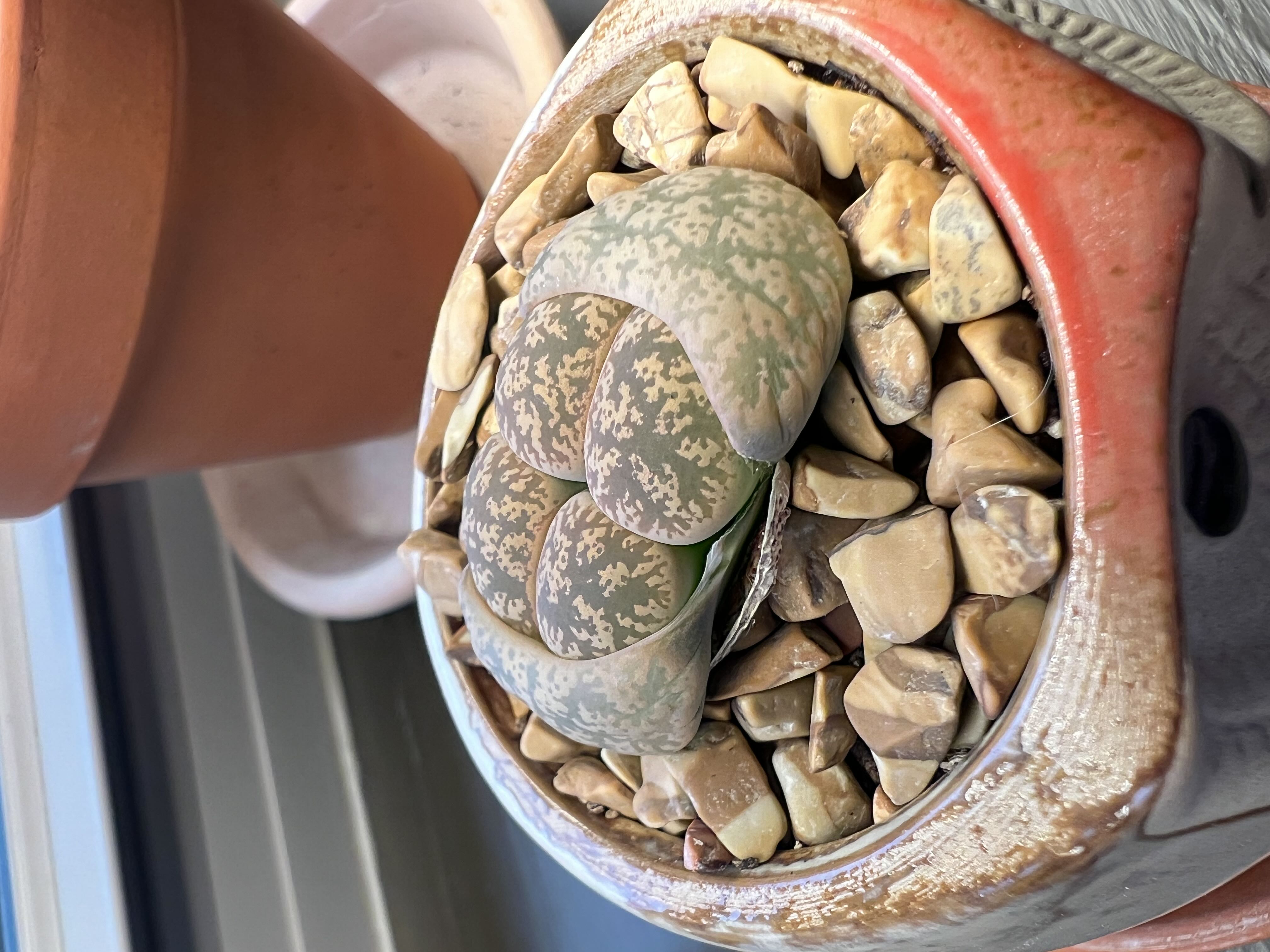Living Stones Plant Care: Water, Light, Nutrients | Greg App 🌱