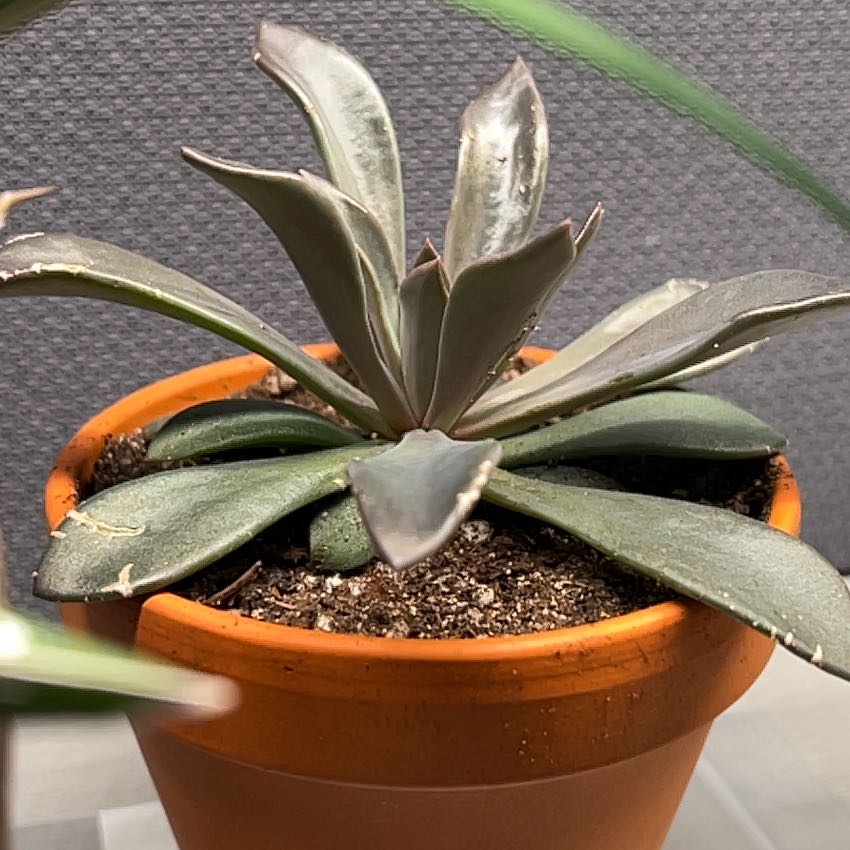 Photo of the plant species Echeveria White Storm by @CordialWildyam named w_Daphne on Greg, the plant care app