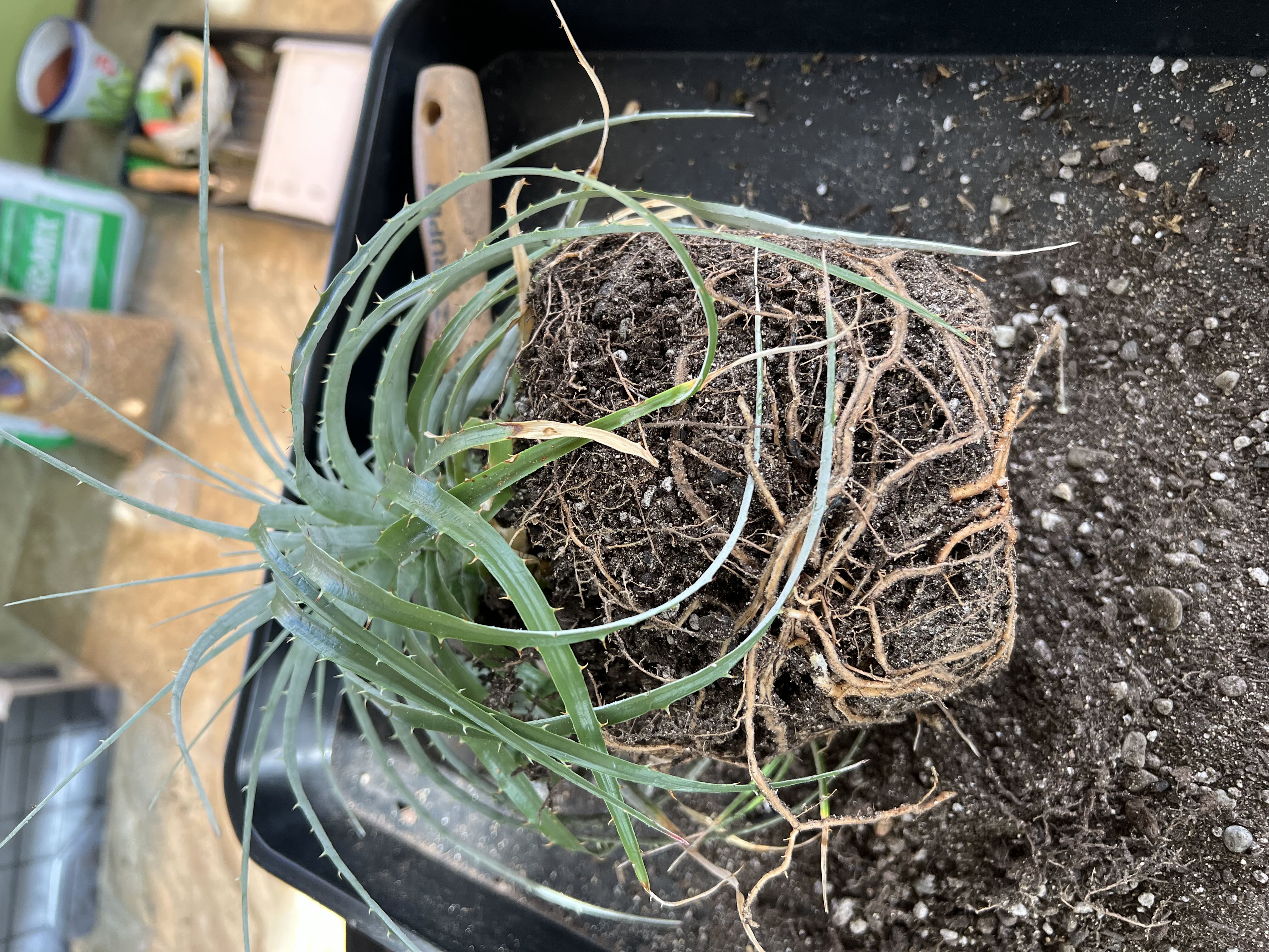 Photo from the post