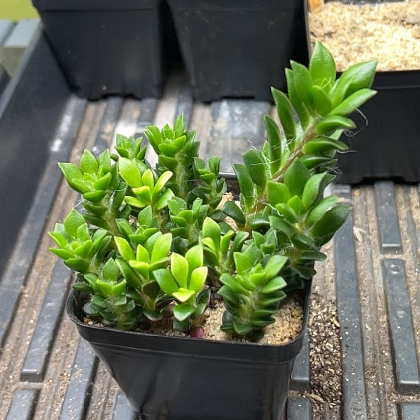 Plant care for Anacampseros telephiastrum on Greg, the plant care app