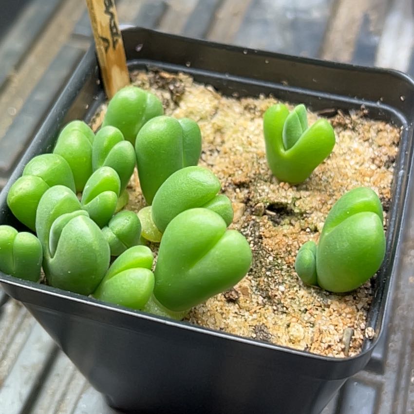 Plant care for Vanheerdea angusta on Greg, the plant care app