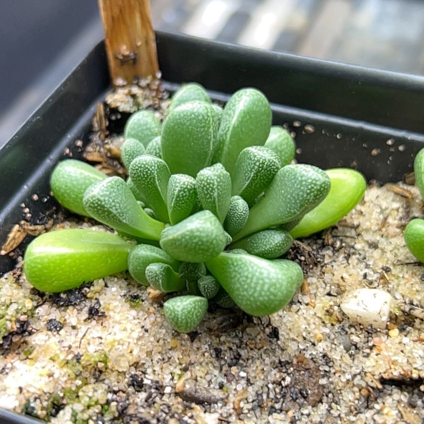 Plant care for Rhinephyllum on Greg, the plant care app