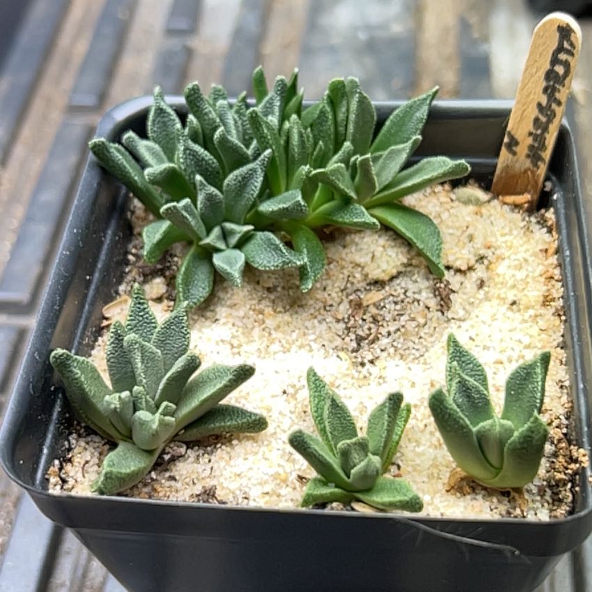Plant care for Nananthus on Greg, the plant care app